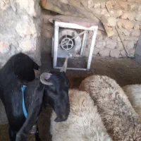 فروش بزغاله نجدی
