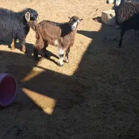 بز نر|حیوانات مزرعه|قیدار, |دیوار