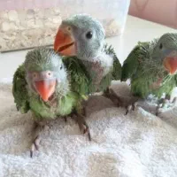 حراج جوجه ی سرلاکی طوطیهای خانگی دستی|پرنده|همدان, |دیوار