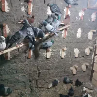 پلاکی نروماده و چندتایی جوجه