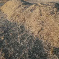 فروش علوفه باغی