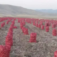 پیازقرمزشیان