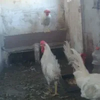 خروس