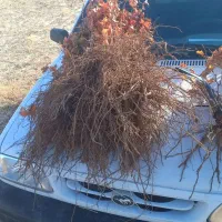 عرضه ی مستقیم انواع نهال انگور|خدمات باغبانی و درختکاری|سبزوار, قصبه غربی|دیوار