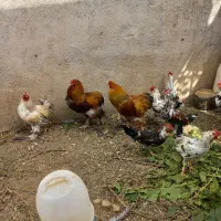 تعدادی خروس برهما بوقلمون نر سنگین وخروس گلین|حیوانات مزرعه|عجب شیر, |دیوار