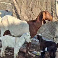 فروش بز نژدی درجه یک|حیوانات مزرعه|شوشتر, |دیوار