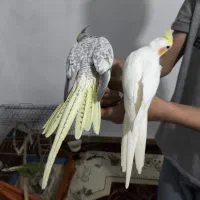 چهار عدد عروس هلندی