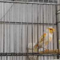 قناری موزاییکی