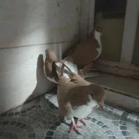 کبوتر فروشی|پرنده|شیراز, شهرک مدرس|دیوار