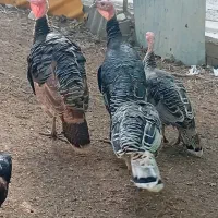 بوقلمون جوان