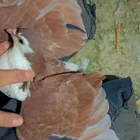 کفتر|پرنده|مشهد, امیرآباد|دیوار