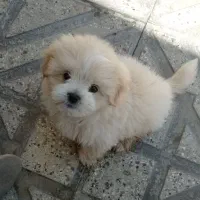 3میلیون فروش سگ نر پا کوتا|سگ|شیروان (خراسان), |دیوار