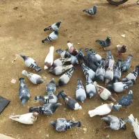 کبوترشهرستان