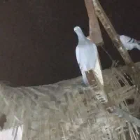 واگزاری پرنده  مسافتی وارداتی|پرنده|کرخه, |دیوار