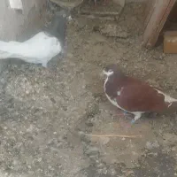 کبوتر گرفتنی