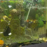 ماهی گوپی(گپی)|ماهی|کرمانشاه, |دیوار