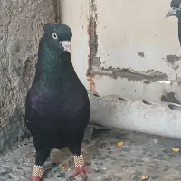 کبوترکفتر سینه ای دم|پرنده|اهواز, منبع اب|دیوار
