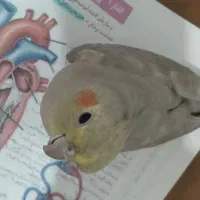 عروس هلندی|پرنده|مشگین شهر, |دیوار