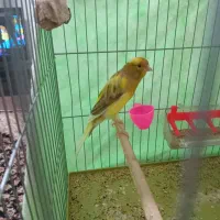 قناری سو قدیم|پرنده|همدان, |دیوار