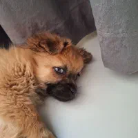 سگ پا کوتاه|سگ|مشهد, آبکوه|دیوار