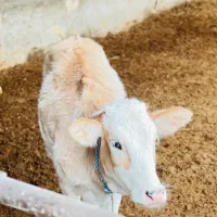 گوساله ماده