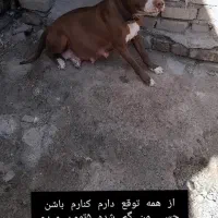 پیتبول واگذاری وسگ نگهبان|سگ|مشهد, همت آباد|دیوار