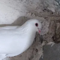 دورح گو باش