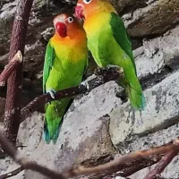 طوطی برزیلی پاربلو اوپلاین