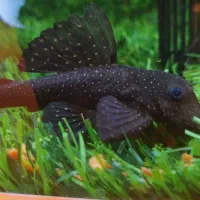 کت پوز بوته ای