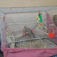 ۲تا آهوی نرماده ویک دوکت نرماده آلبینو جفتم دارم|پرنده|مشهد, نوید|دیوار