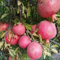 انار درجه ۱ کوهنانی|گل و گیاه طبیعی|کوهنانی, |دیوار