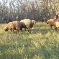 قوچ|حیوانات مزرعه|نکا, |دیوار