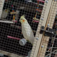 عروس هلندی|پرنده|مبارکه, |دیوار