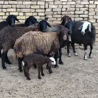 میش شیشک آبستن