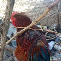 خروس|حیوانات مزرعه|مزایجان, |دیوار