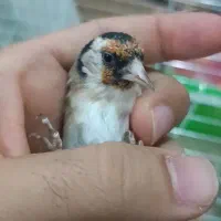 جوجه سهره تازه صاف