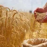 گندم کوهدشت