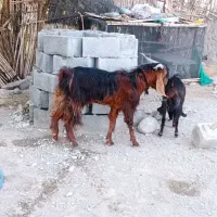 گوسفند|حیوانات مزرعه|ایرانشهر, |دیوار