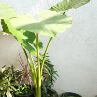 گل بابا آدم و سوزنی