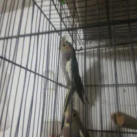 عروس هلندی