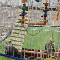 عروس هلندی