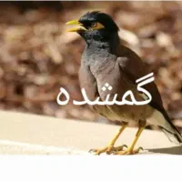 مرغ مینا گمشده