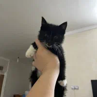 واگذاری رایگان بچه گربه