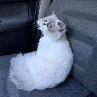 گربه پرشین|گربه|تبریز, |دیوار