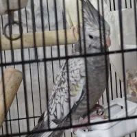 عروس هلندی ایزابلا ۳ماهه