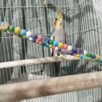 عروس هلندی نر