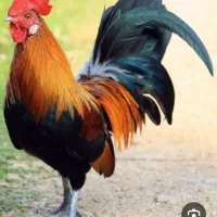 خروس جوان