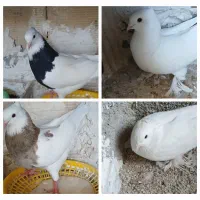 فروش طوقی ویه جفت سفید