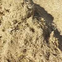 کاه نیشکر علوفه