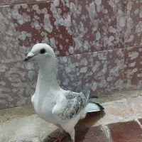 کفترشامی نر